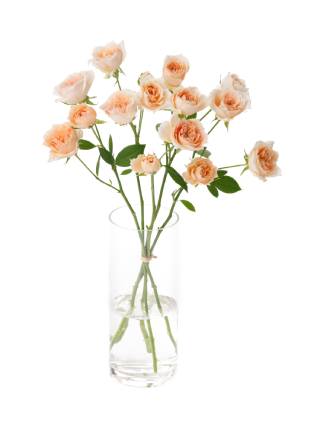 【入荷花材】スプレーバラ チアガールアプリコット