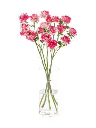 【生花】スプレーバラ フラッシング