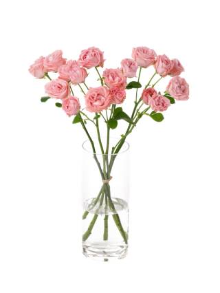 【生花】スプレーバラ ジェントルフロウ