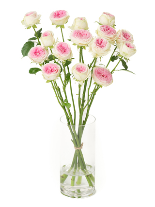 【生花】スプレーバラ ジェラート