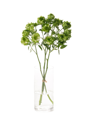 【生花】スプレーバラ オリエンタルエクレール