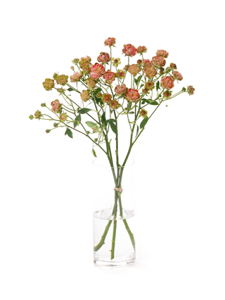 【生花】スプレーバラ ラディッシュ