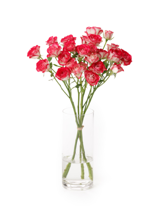 【生花】スプレーバラ セドナ！