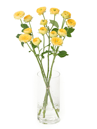 【生花】スプレーバラ サニートレンドセッター