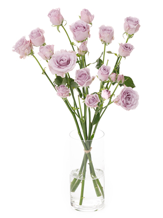 【生花】スプレーバラ スターリングセンセーション＋