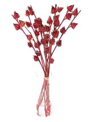 【生花】紅アオイ(赤) 品種おまかせ