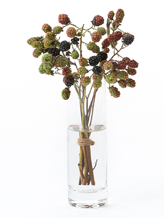 【生花】ブラックベリー