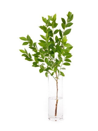 【生花】ブルーベリー