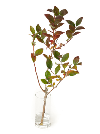 【入荷花材】ブルーベリー　紅葉