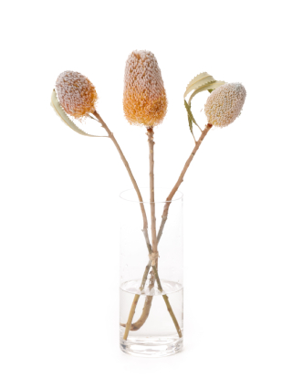 【生花】バンクシア バーデティー