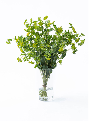 【生花】ブプレリウム