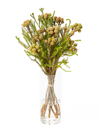 【生花】バーゼリア ガルピニ