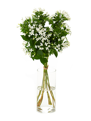 【生花】ブバリア ハイブリッドホワイト