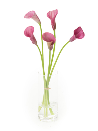 【生花】カラー キャプテンロマンス