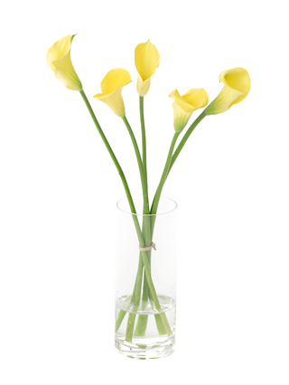 【生花】カラー(黄) 品種おまかせ