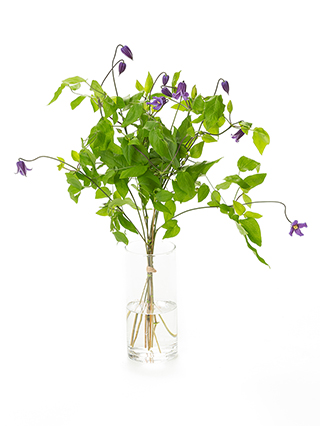 【生花】クレマチス 籠口