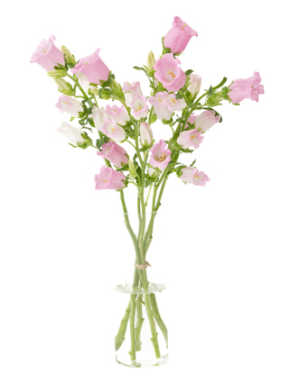 【生花】カンパニュラ チャンピオンピンク