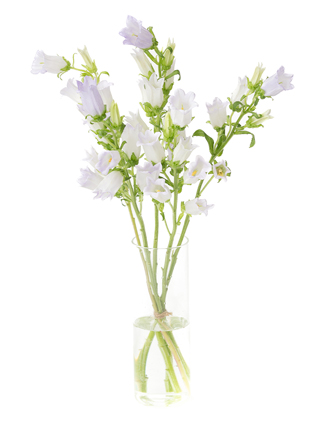 【生花】カンパニュラ チャンピオンスカイブルー