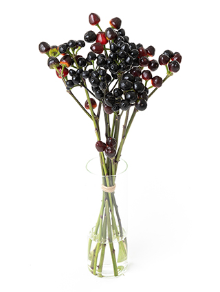 【生花】コニカル(黒) 品種おまかせ