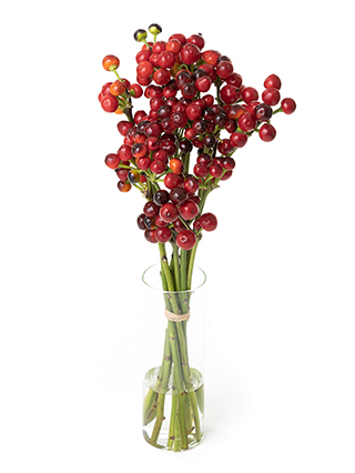 【生花】コニカル(赤) 品種おまかせ