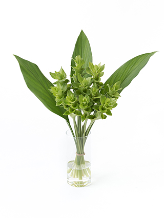 【生花】クルクマ エメラルドパゴダ