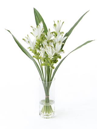 【生花】クルクマ(白) 品種おまかせ