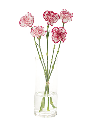 【生花】カーネーション バカラ