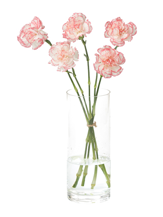 【生花】カーネーション バカラピンク