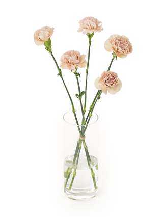 【生花】カーネーション クレオラ