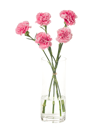 【生花】カーネーション コットンキャンディ