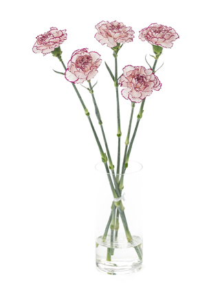 【入荷花材】カーネーション　ダマスカス