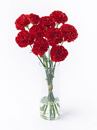 【生花】カーネーション エクセリア