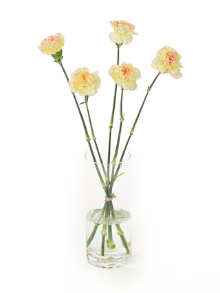 生花】カーネーション(白) 品種おまかせ【60cm/愛知県】｜Flower