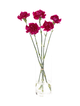 【入荷花材】カーネーション　ゴレム