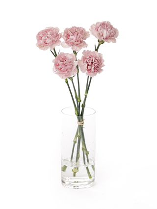 【生花】カーネーション ラベンダーピクセル