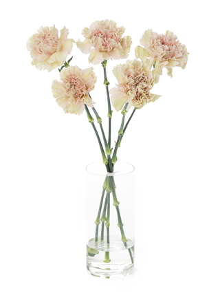 【生花】カーネーション ロハス