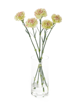 【生花】カーネーション モチ