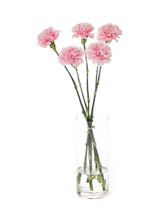 【生花】カーネーション ミスティ