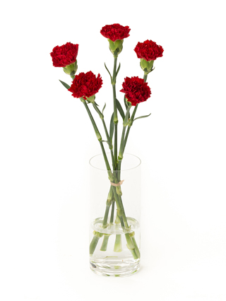 【生花】カーネーション マスター