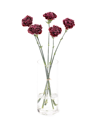 【生花】カーネーション ノビオバーガンディ