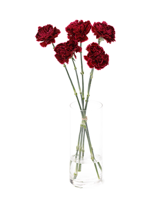 【生花】カーネーション ノビオパレット