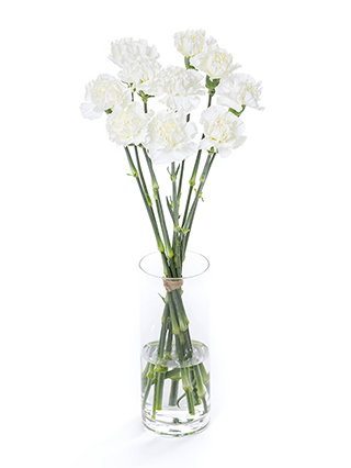 生花】カーネーション(白) 品種おまかせ【60cm/愛知県】｜Flower