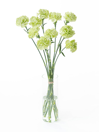 【生花】カーネーション プラドミント