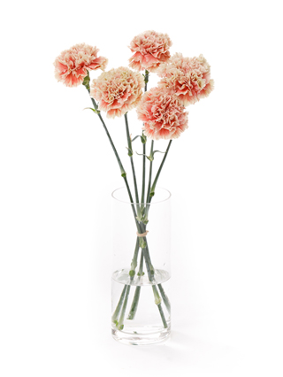 【入荷花材】カーネーション　プリメロマンゴ