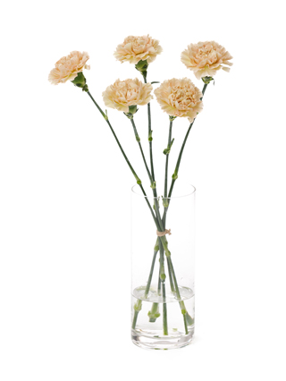 【入荷花材】カーネーション　レージェマロン