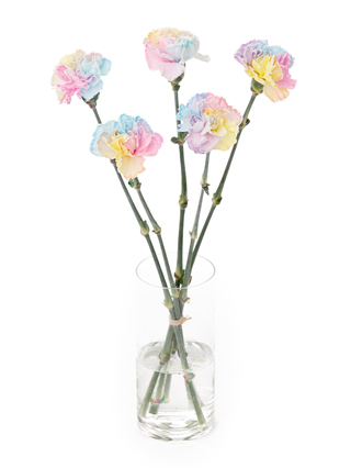 【生花】カーネーション レインボー