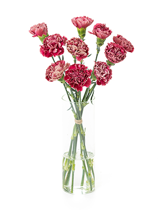 【生花】カーネーション セイラム