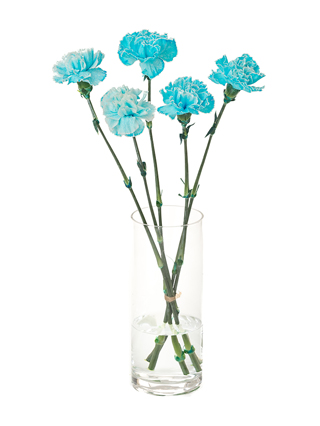 青いカーネーション 生花】カーネーション ティントブルー【水色/60cm/コロンビア
