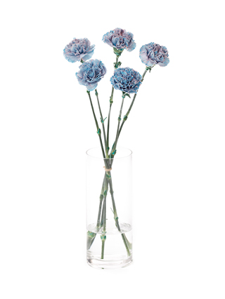 生花】カーネーション ティントモモブルー【青ピンク/60cm