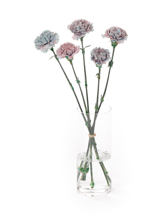 【生花】カーネーション ティントモモミント